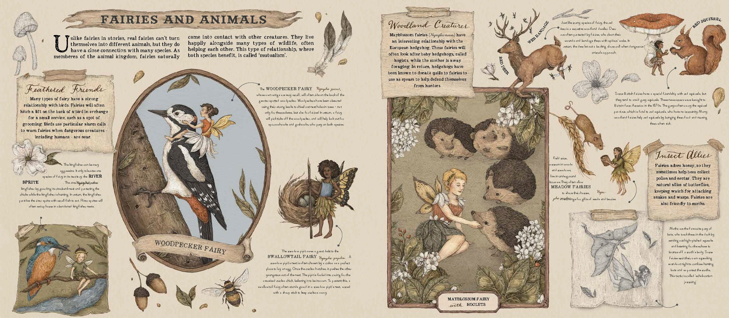 Quarto - A Natural History 0f Fairies, photo 3 of 3