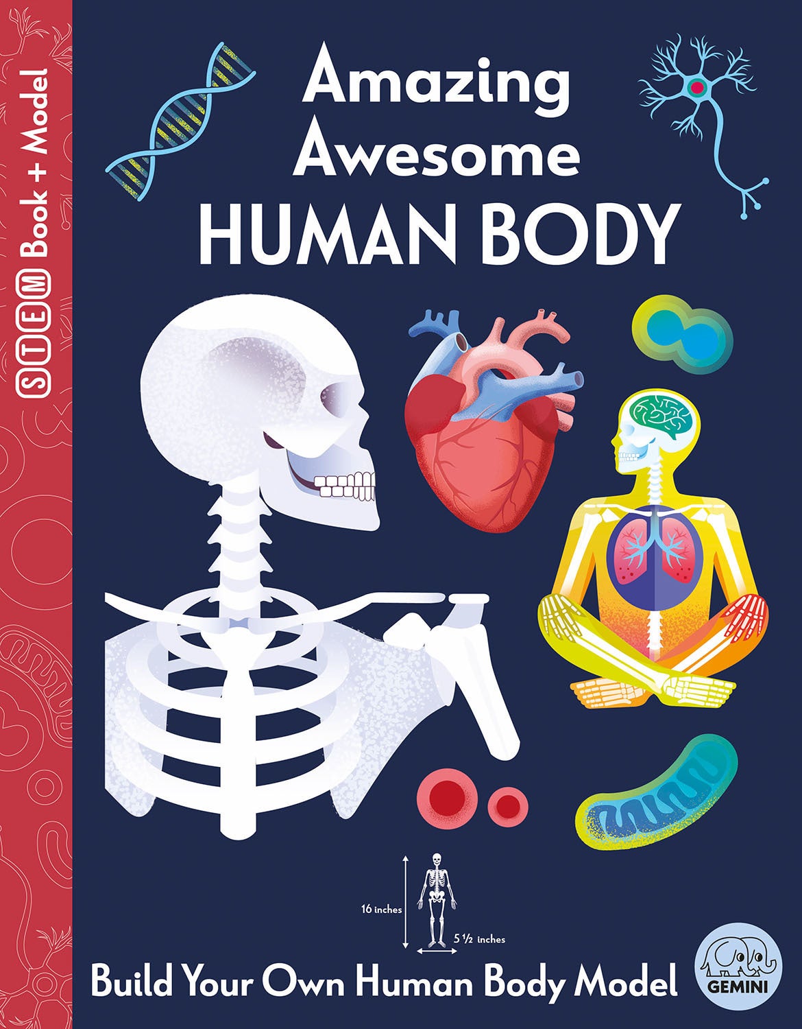 Ingram - Amazing Awesome Human Body