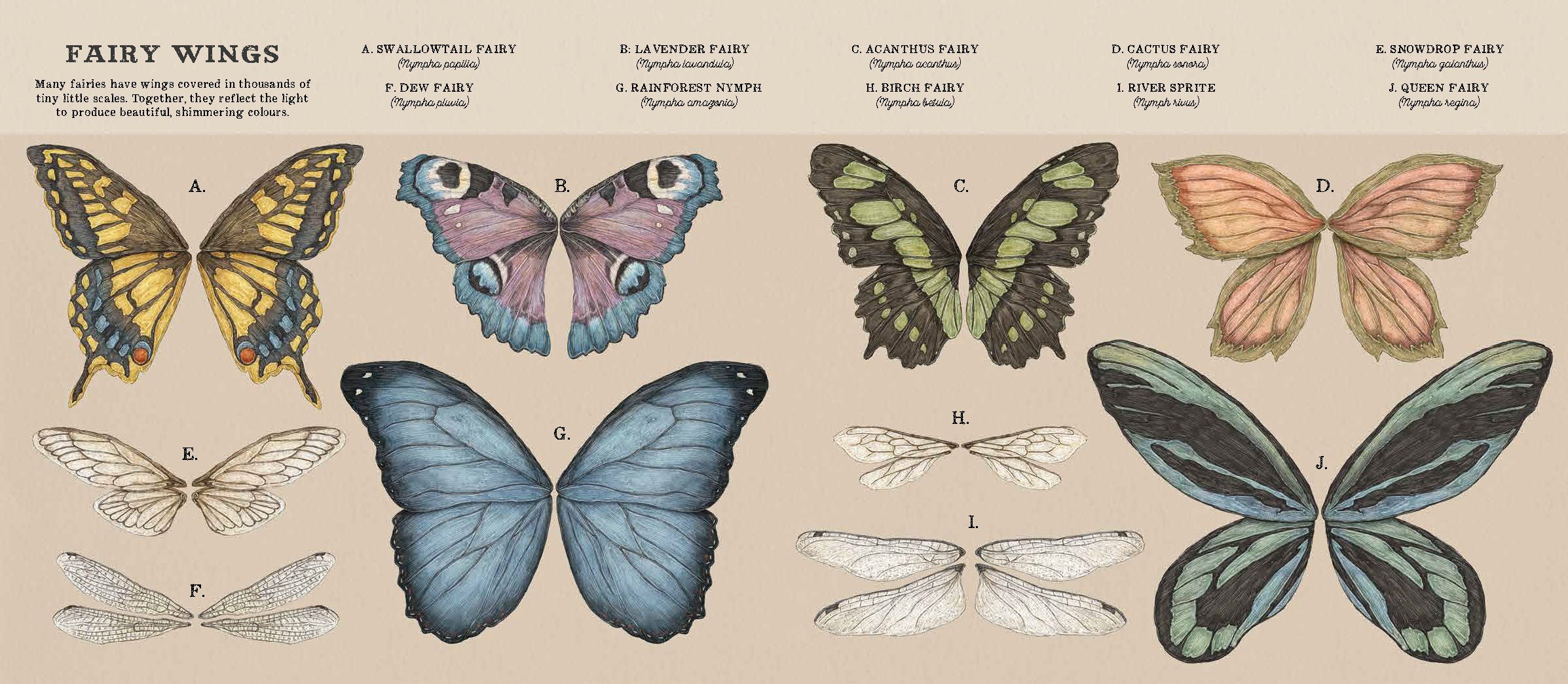 Quarto - A Natural History 0f Fairies, photo 2 of 3
